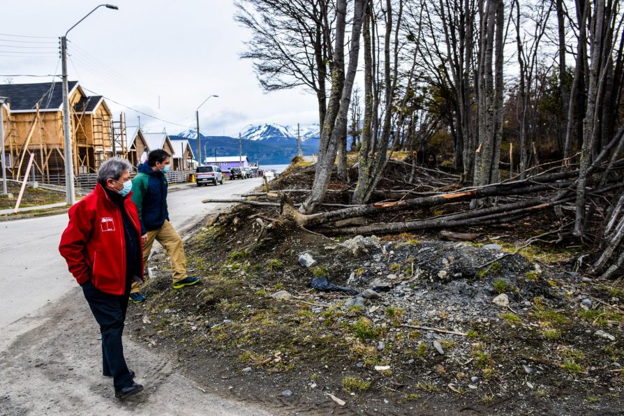 Descubren tala ilegal de árboles nativos en zona urbana de Puerto Williams