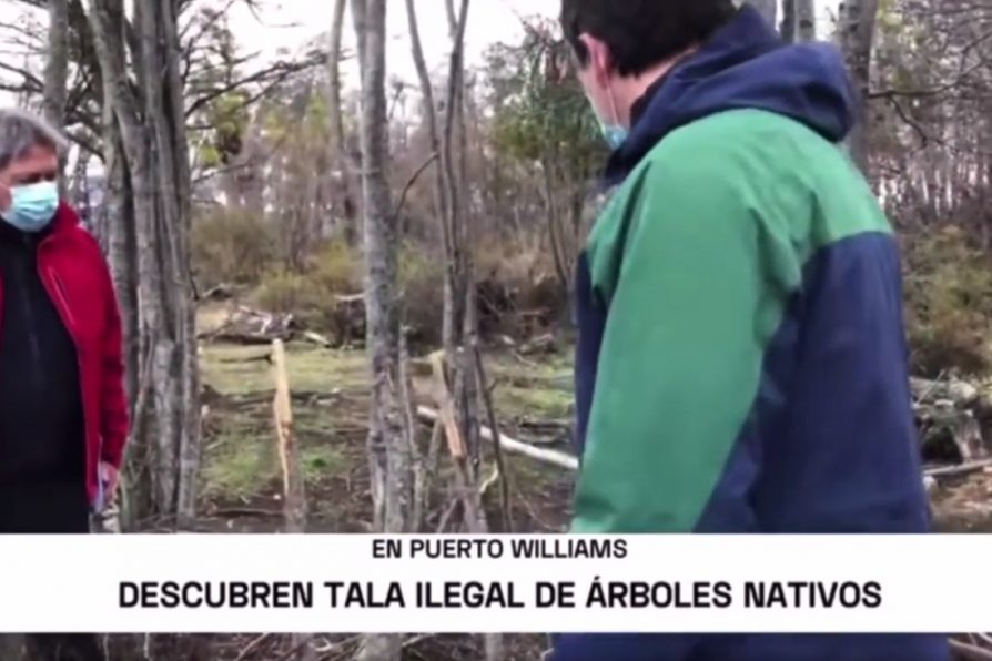 [VIDEO – TVN Red Austral] Tala ilegal de árboles nativos en Puerto Williams