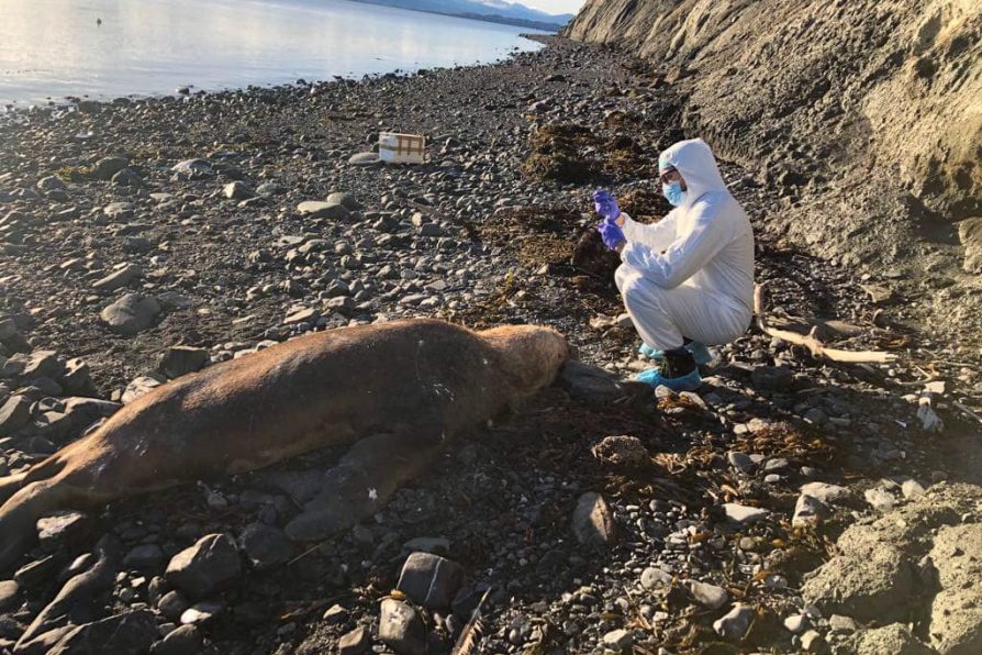 Detectan primer caso de influenza aviar en la Provincia Antártica Chilena