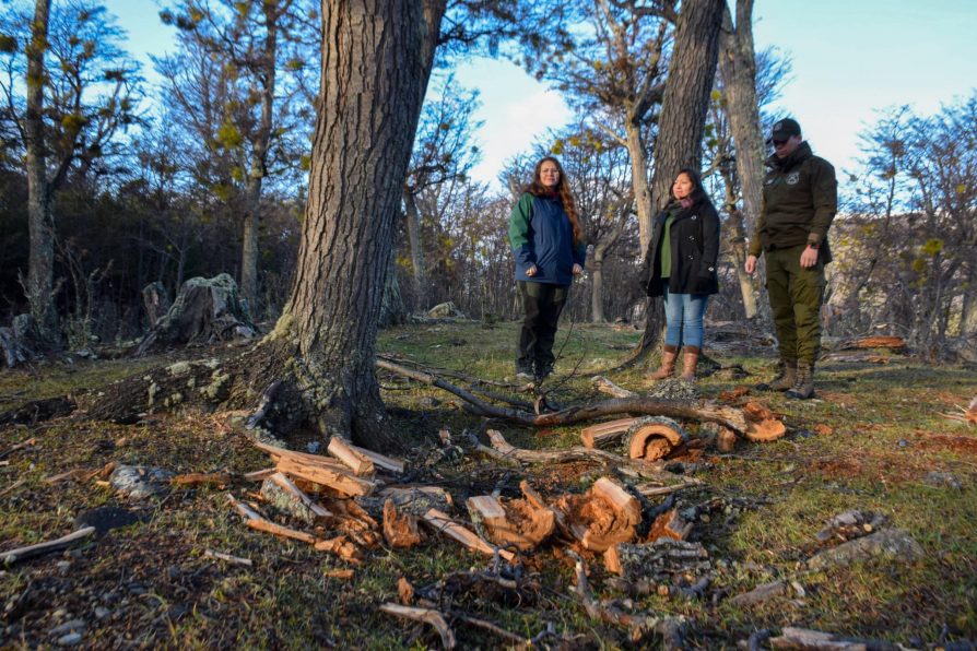 Constatan tala ilegal de más de 30 árboles nativos en sector periurbano de Puerto Williams