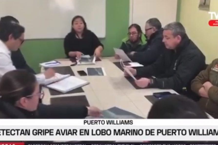 [VIDEO – TVN Red Austral] Detectan primer caso de influenza aviar en la Provincia Antártica Chilena