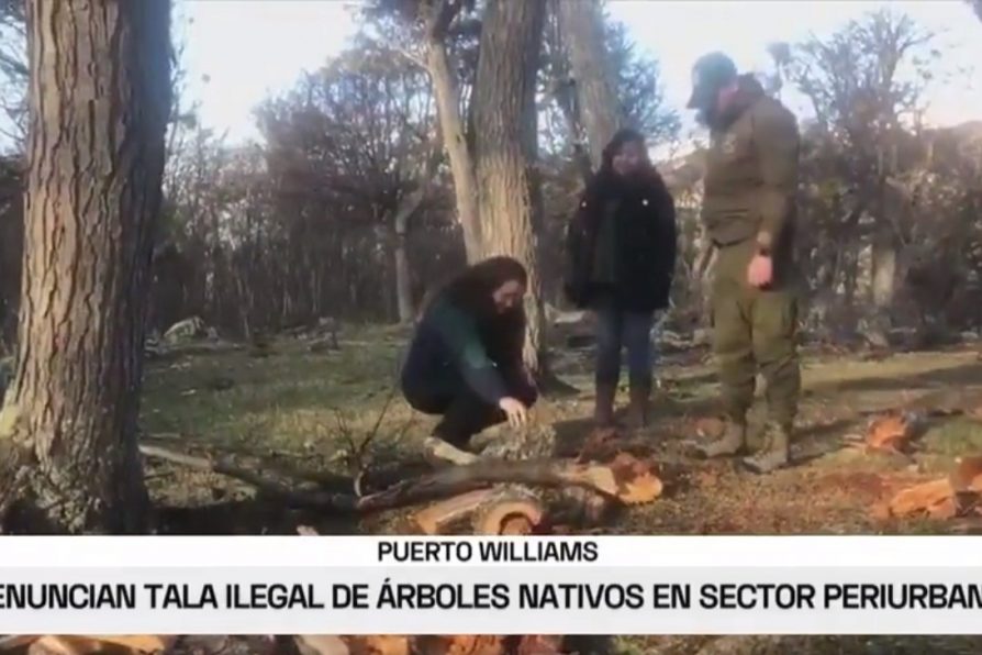 [VIDEO – TVN Red Austral] Tala ilegal de árboles nativos en sector periurbano de Puerto Williams