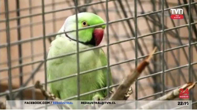 [VIDEO – TVN Red Austral] Captura de loro en Puerto Williams que se extravió en Punta Arenas