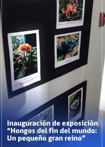 [VIDEO] Exposición de fotografías sobre hongos en Tercera Conferencia Internacional CHIC